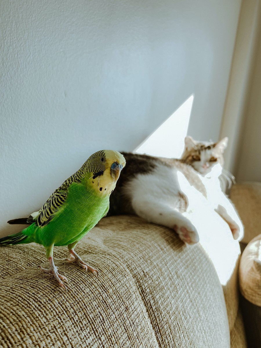 Budgie and cat on sofa. 