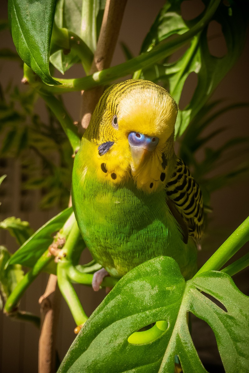 Budgie sitting on Monstera houseplant.