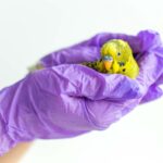 Purple-gloved hands holding a sick yellow budgie parrot