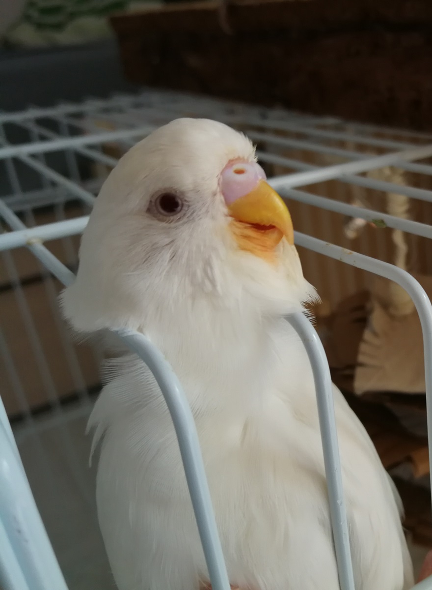 Budgie sticking its head through the bars in its cage.