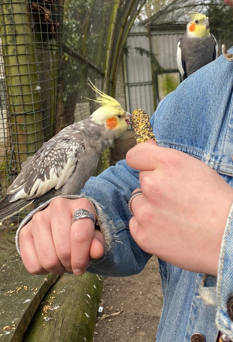 Feeding cockatiels at a bird park.