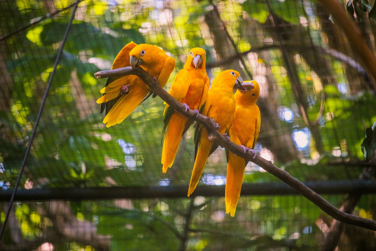 Golden Conure Parrot Profile | (Queen of Bavaria Conure)