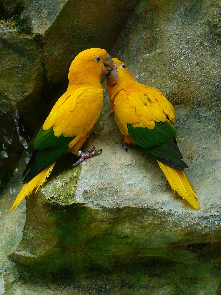 Two golden conure parrots feeding each other while sitting on a rock. 