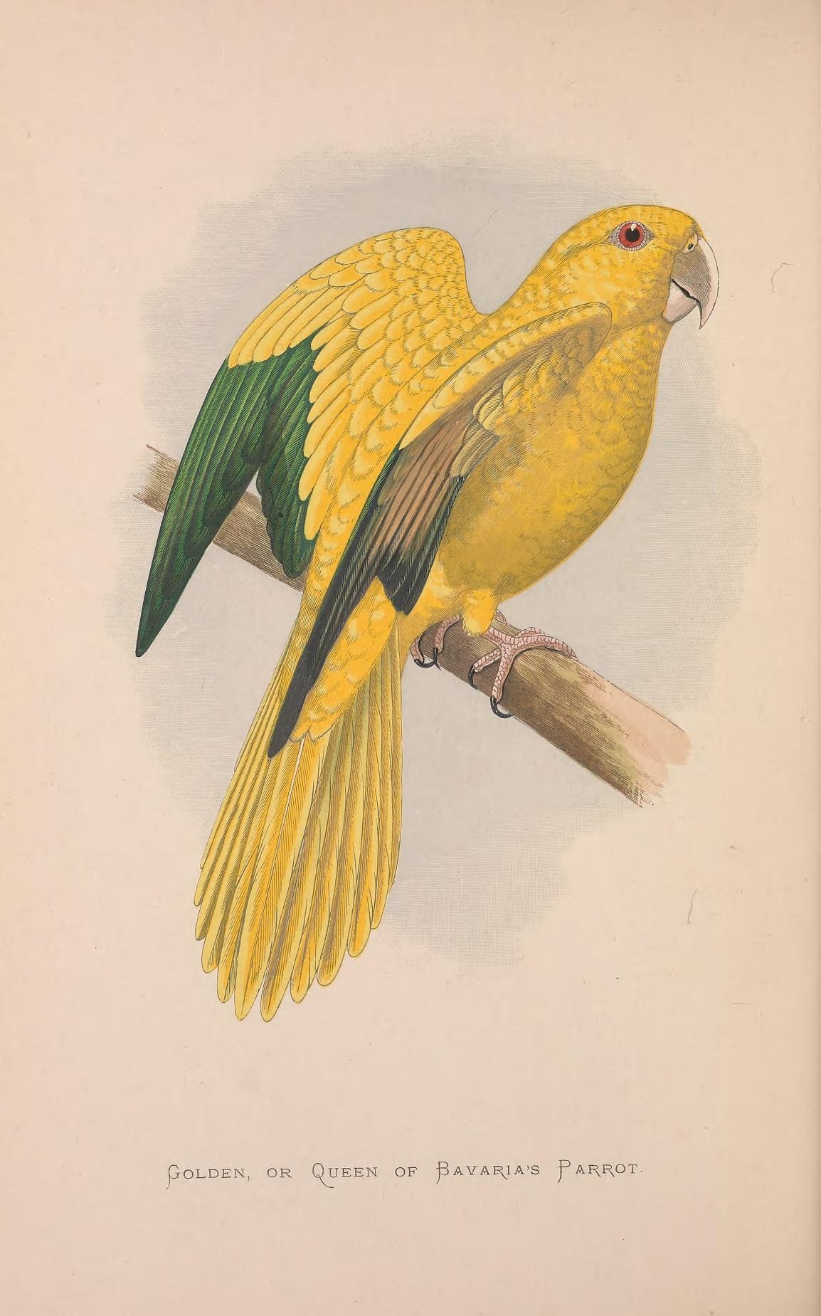 Guaruba guarouba parrot vintage illustration.