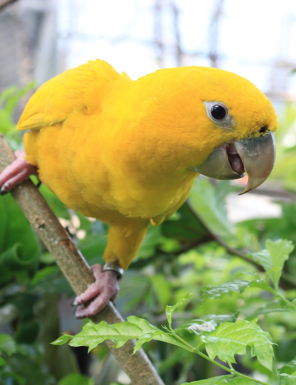 Golden conure parrot close-up, sitting on a branch. 