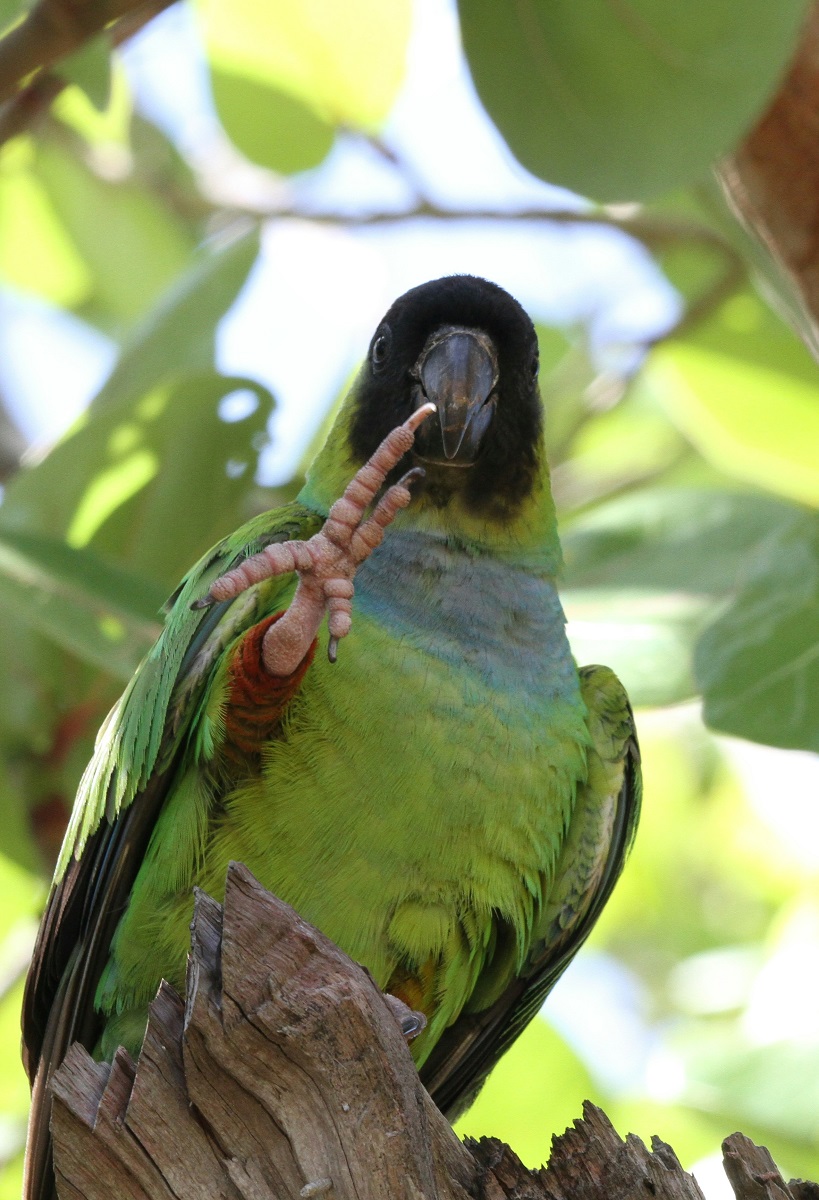 Nanday conure sat in a tree lifting its foot as if waving to the viewer.