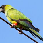 Nanday conure parrot photographed sitting on an electricity line.