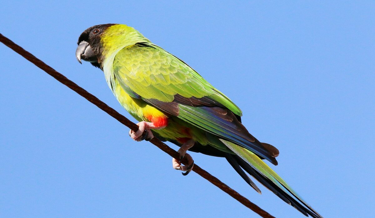 Nanday Conure Parrot Profile | A Black-Hooded Beauty