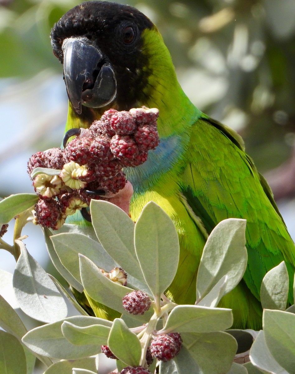 Nanday conure feeding on the fruits of a Conocarpus tree.