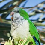 Cotorra argentina en un árbol